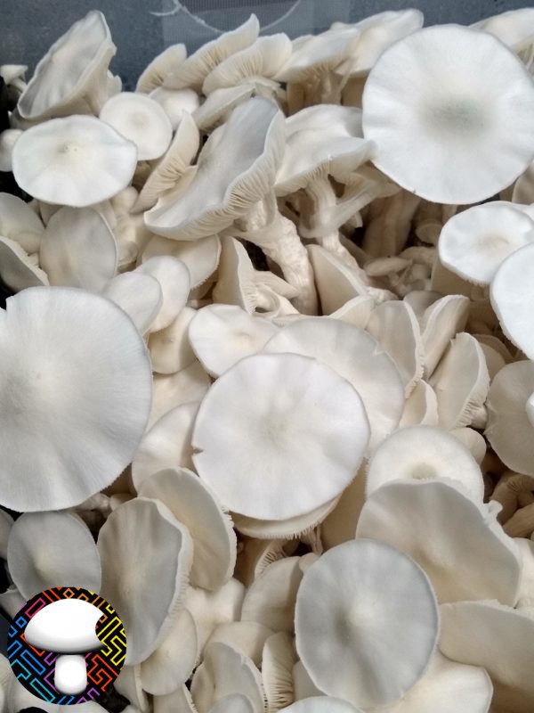 Albino Avery - Spore Swab - Image 2