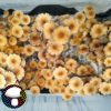 Orissa India Isolated Spore Syringe - Image 2
