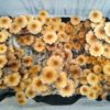 Golden Teacher Spores
