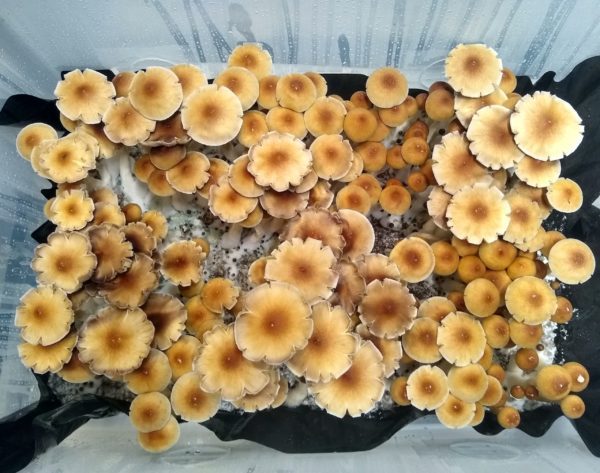 Golden Teacher Spores