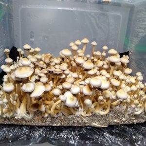 Rusty White Spore Print - Rare Rust-Spored Psilocybe Cubensis.