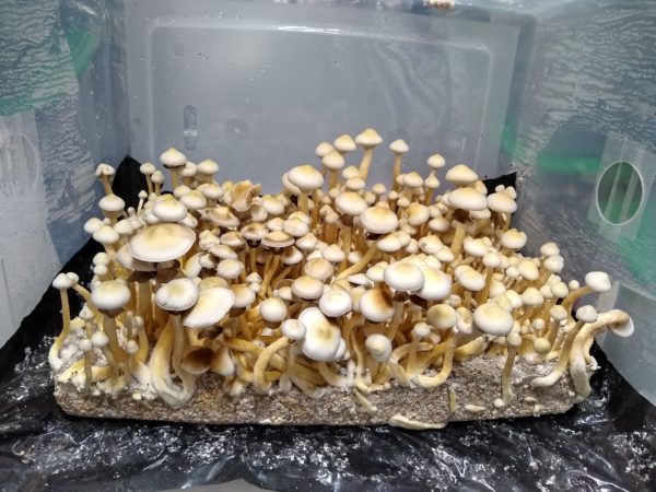 Rusty White Spore Print - Rare Rust-Spored Psilocybe Cubensis.