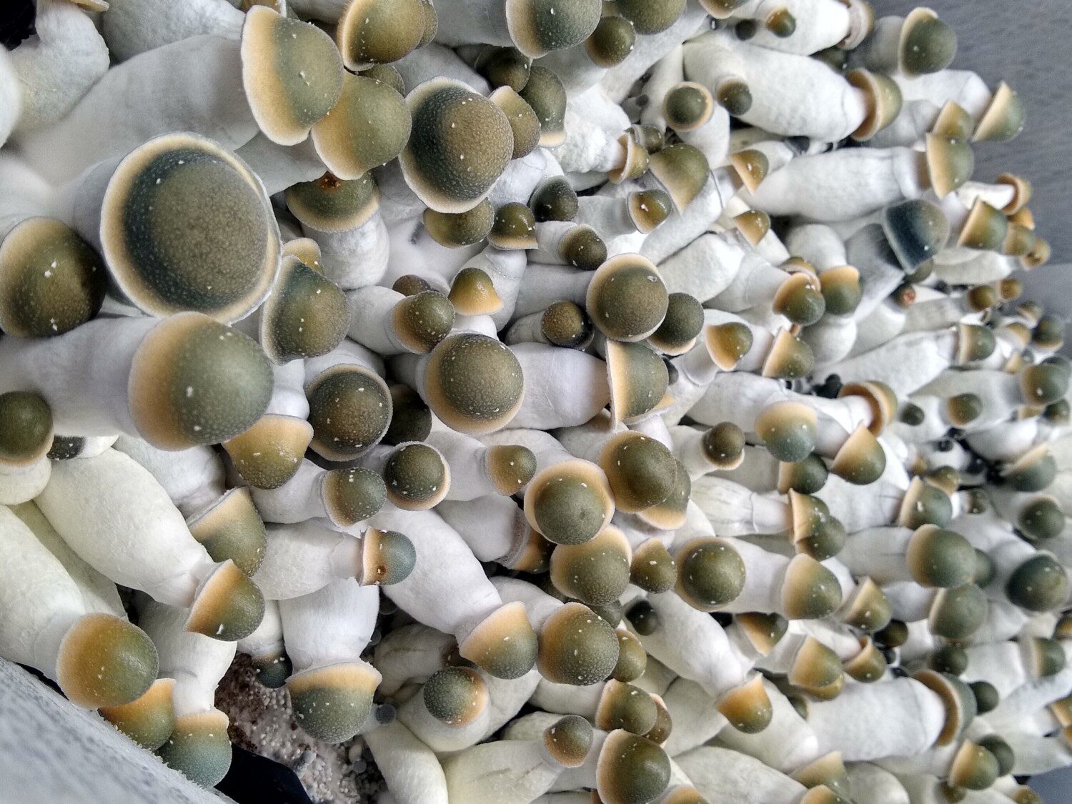 psilocybe cubensis Hillbilly