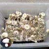 Leucistic A+ Isolated Spore Syringe - Image 2