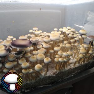 White Golden Teacher - Isolated Syringe