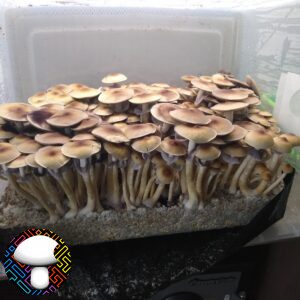 Blue Meanie Spore Print