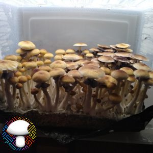 Golden Teacher mushroom spores
