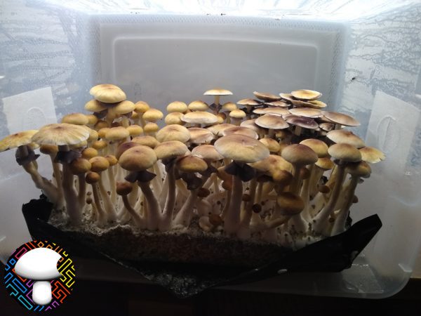 Golden Teacher mushroom spores