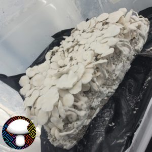 Albino Burma