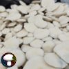 Albino Burma - Spore Swab - Image 2