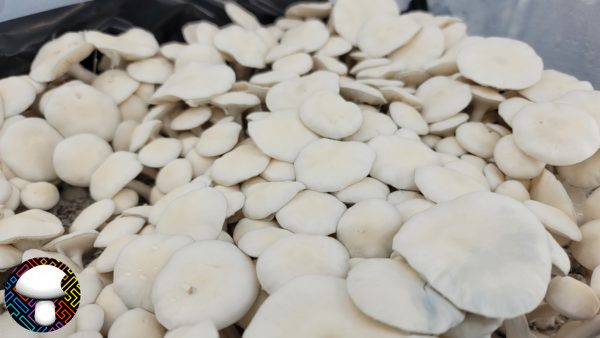 Albino Burma - Spore Swab - Image 2