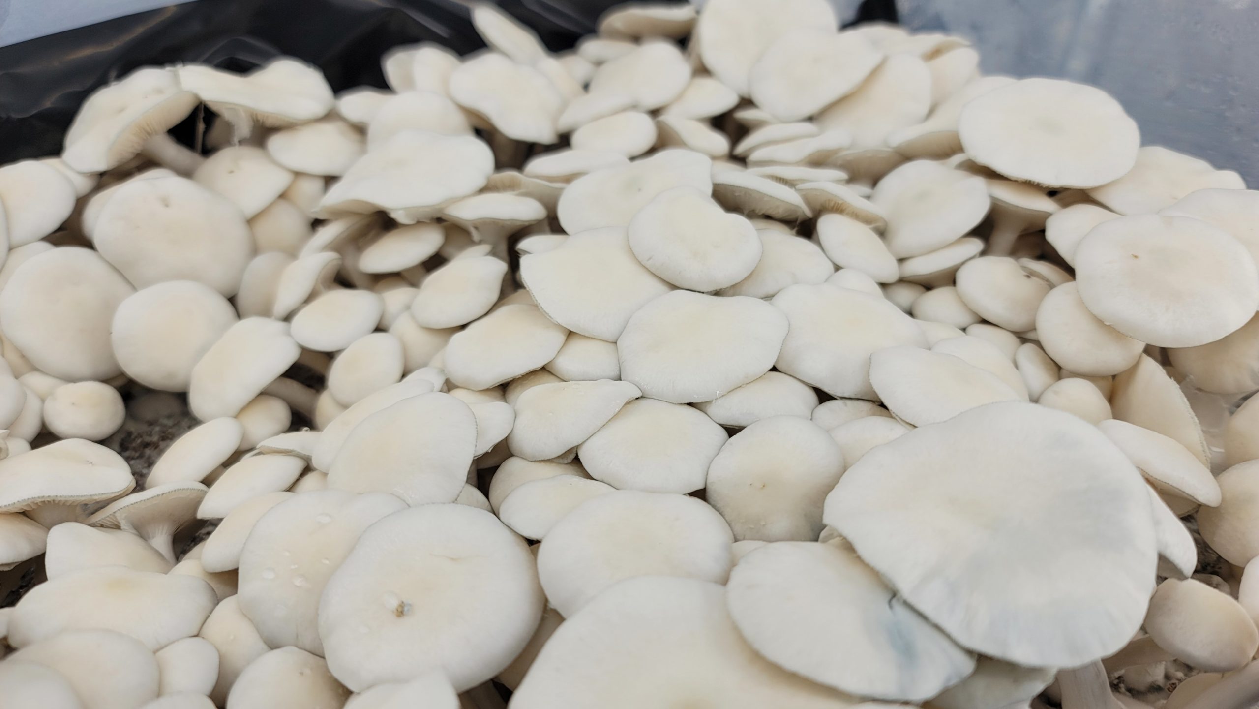 20210501_114119 Albino Burma Cubensis
