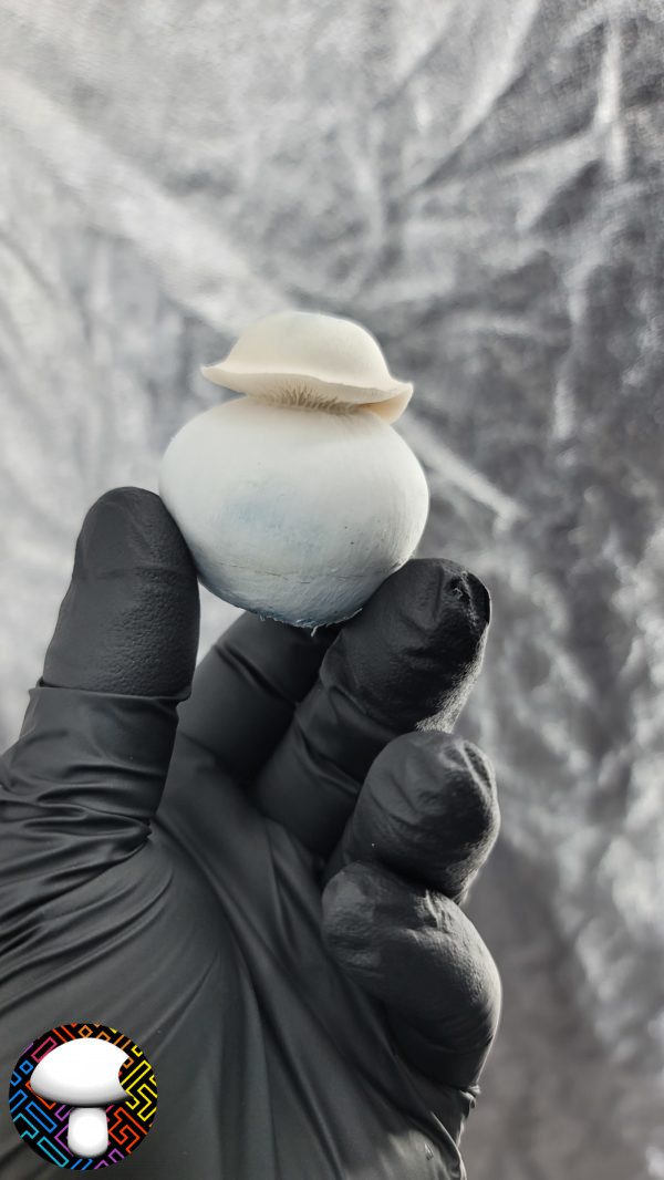 Yeti - Spore Swab - Image 5