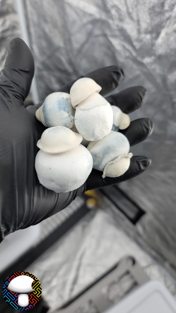 Yeti - Spore Swab - Image 6