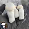 Yeti - Spore Swab - Image 4