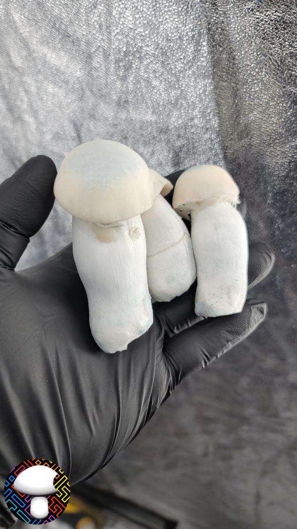 Yeti - Spore Swab - Image 4