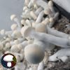 Psilocybe cubensis yeti