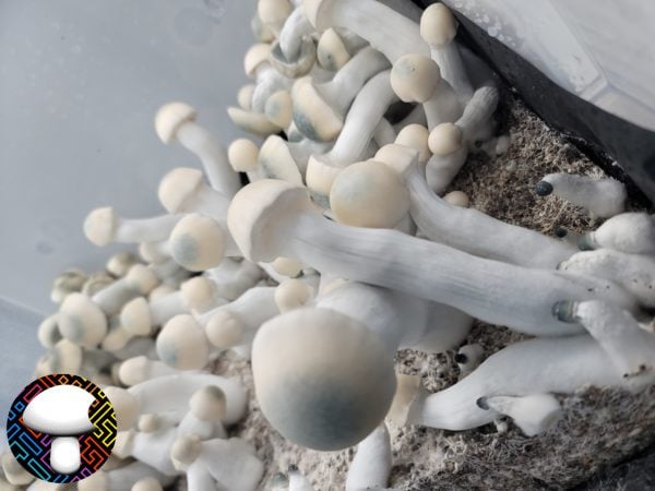 Psilocybe cubensis yeti