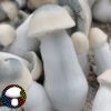 Psilocybe cubensis yeti