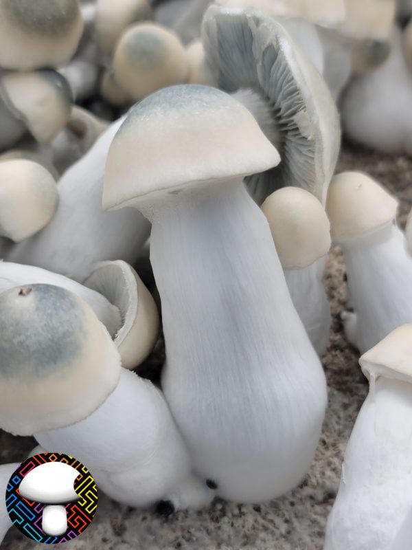 Psilocybe cubensis yeti