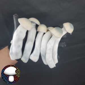 Psilocybe cubensis yeti