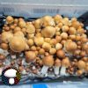 psilocybe cubensis pe7