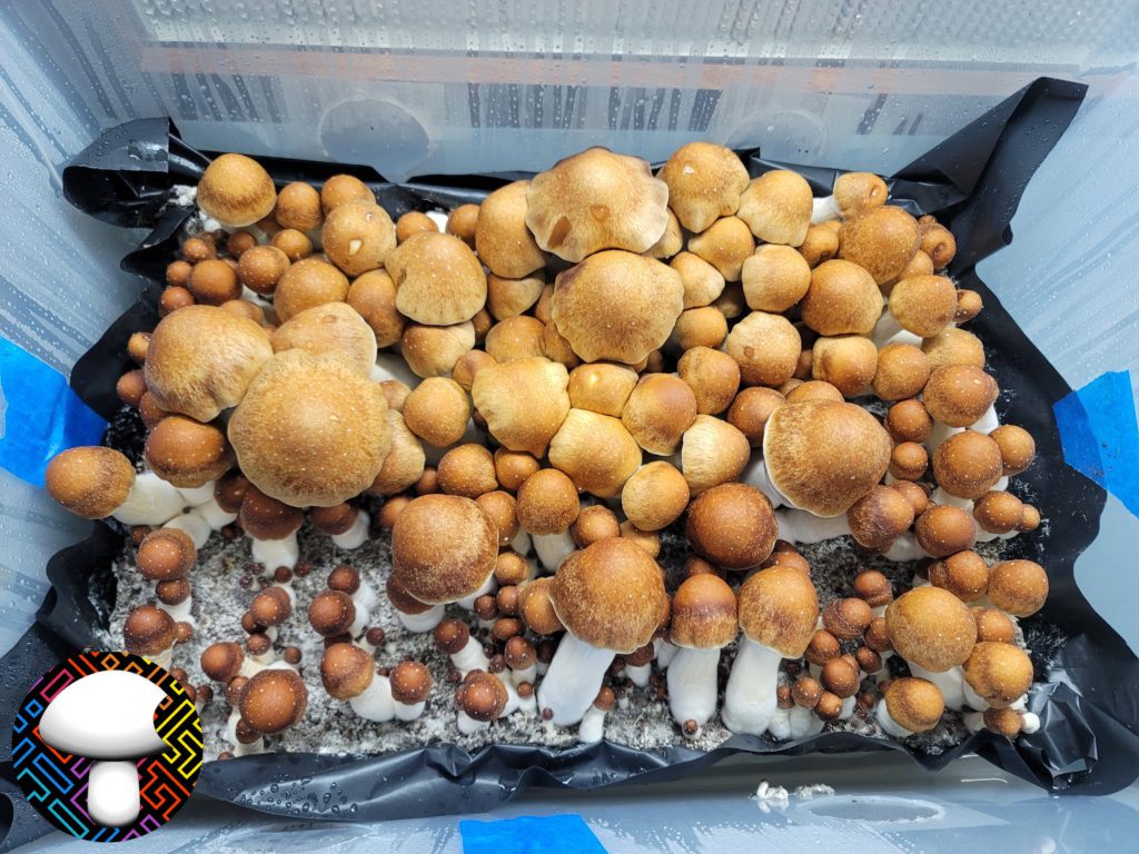 psilocybe cubensis pe7