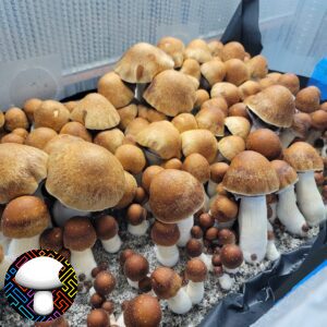 psilocybe cubensis PE7