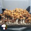 psilocybe cubensis pe7
