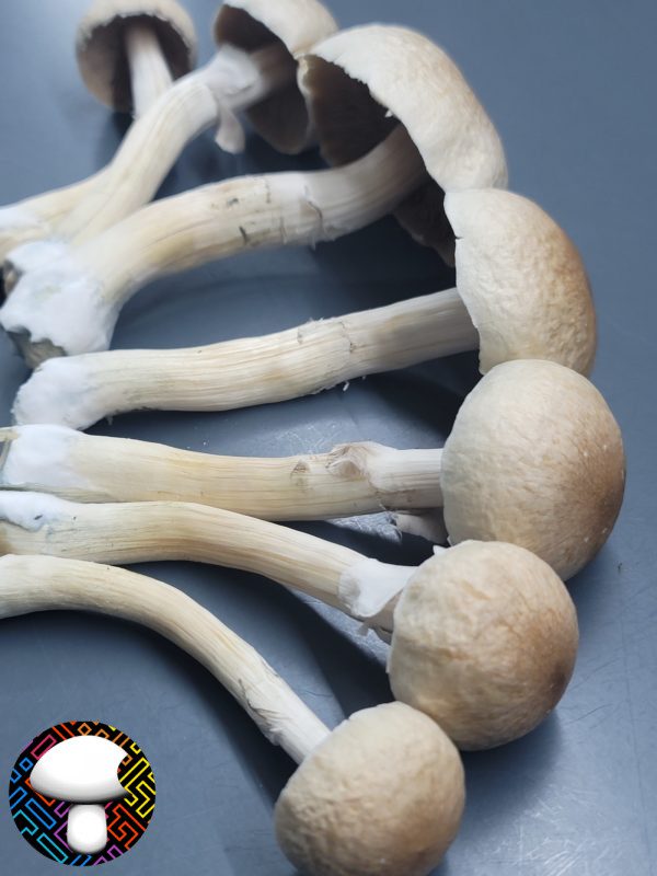 psilocybe cubensis golden halo