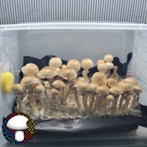 psilocybe cubensis golden halo