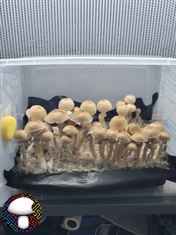 psilocybe cubensis golden halo