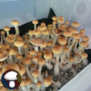 Psilocybe cubensis