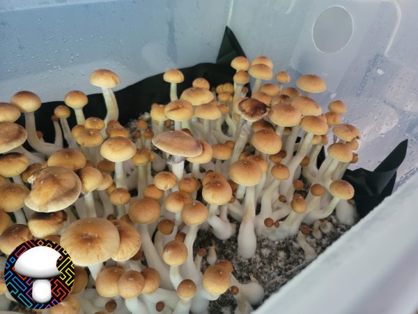 Psilocybe cubensis
