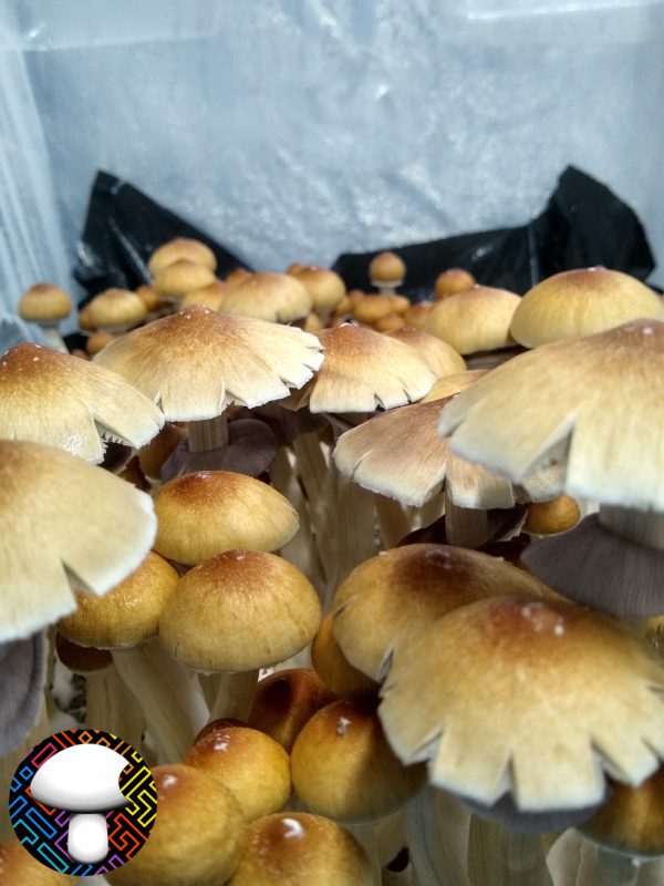 Orissa India Isolated Spore Syringe - Rare Wild Psilocybe Cubensis Spores.