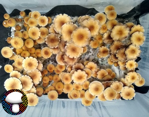 Orissa India Isolated Spore Syringe - Rare Wild Psilocybe Cubensis Spores.