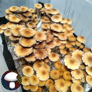 Orissa India Isolated Spore Syringe - Rare Wild Psilocybe Cubensis Spores.
