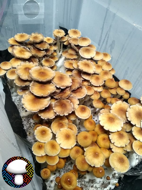Orissa India Isolated Spore Syringe - Rare Wild Psilocybe Cubensis Spores.