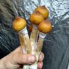 Orissa India Isolated Spore Syringe - Rare Wild Psilocybe Cubensis Spores.