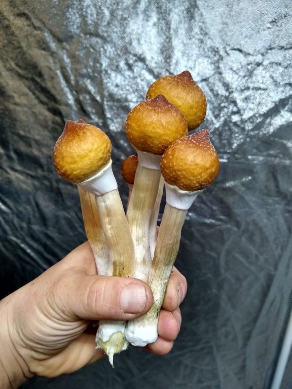 Orissa India Isolated Spore Syringe - Rare Wild Psilocybe Cubensis Spores.