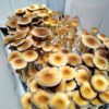 Orissa India Isolated Spore Syringe - Rare Wild Psilocybe Cubensis Spores.