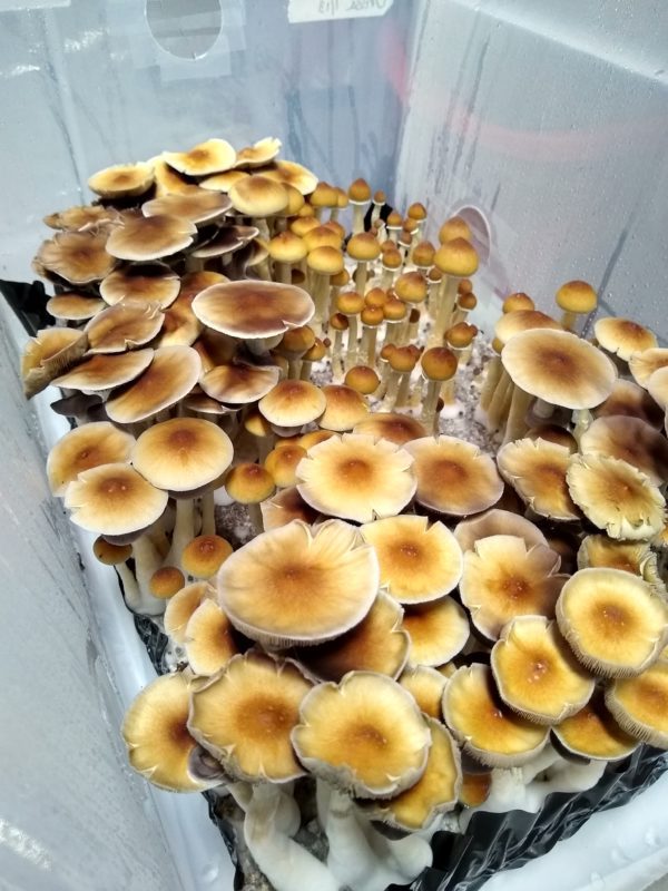 Orissa India Isolated Spore Syringe - Rare Wild Psilocybe Cubensis Spores.