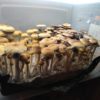 Golden Teacher Spore Syringe