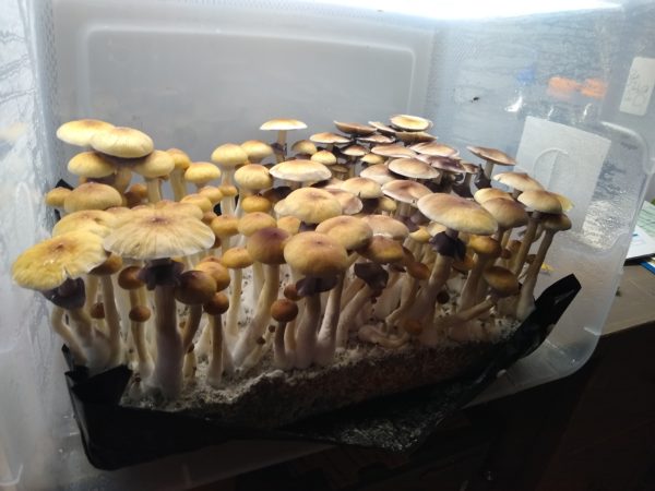 Golden Teacher Spore Syringe