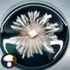Psilocybe cubensis Golden Halo