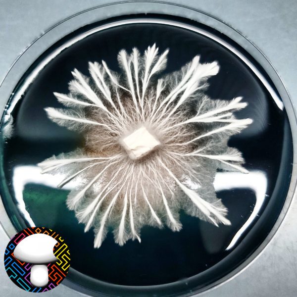 Psilocybe cubensis Golden Halo