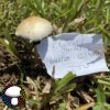 tosahatchee Wild