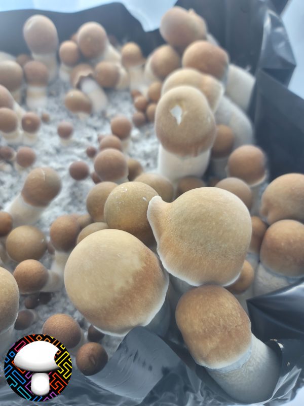 penis envy