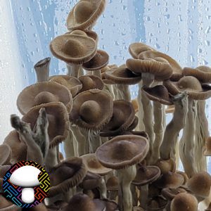 Arenal Volcano - Saucer Cap mushroom - Wild Land race variety- Glass Spore Slide