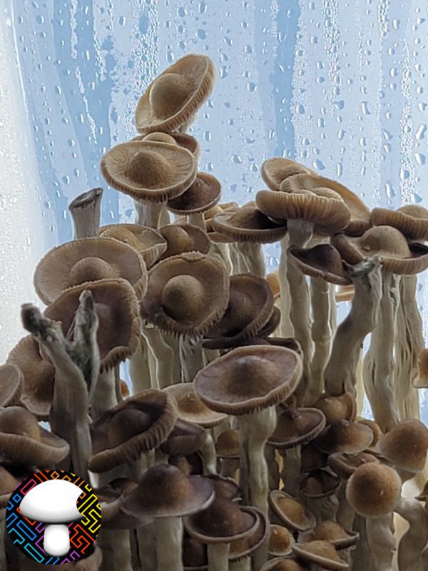Arenal Volcano - Saucer Cap mushroom - Wild Land race variety- Glass Spore Slide